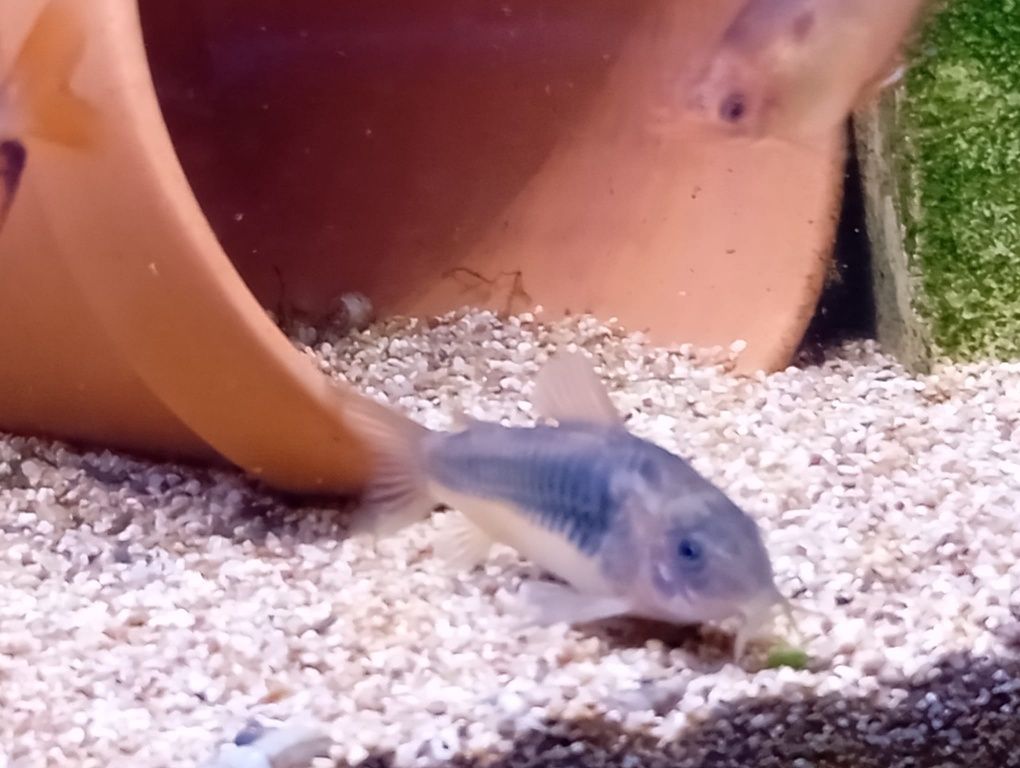 Peixe limpa fundos Coridora