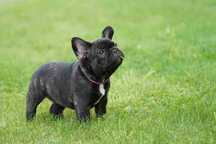 Buldog francuski
