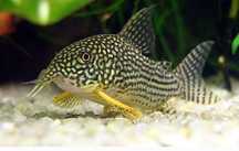 Kirys Sterby Corydoras