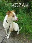 KOZAK łagodny przyjazny pies szuka domu