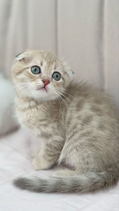 Золоті малюки в улюбленці