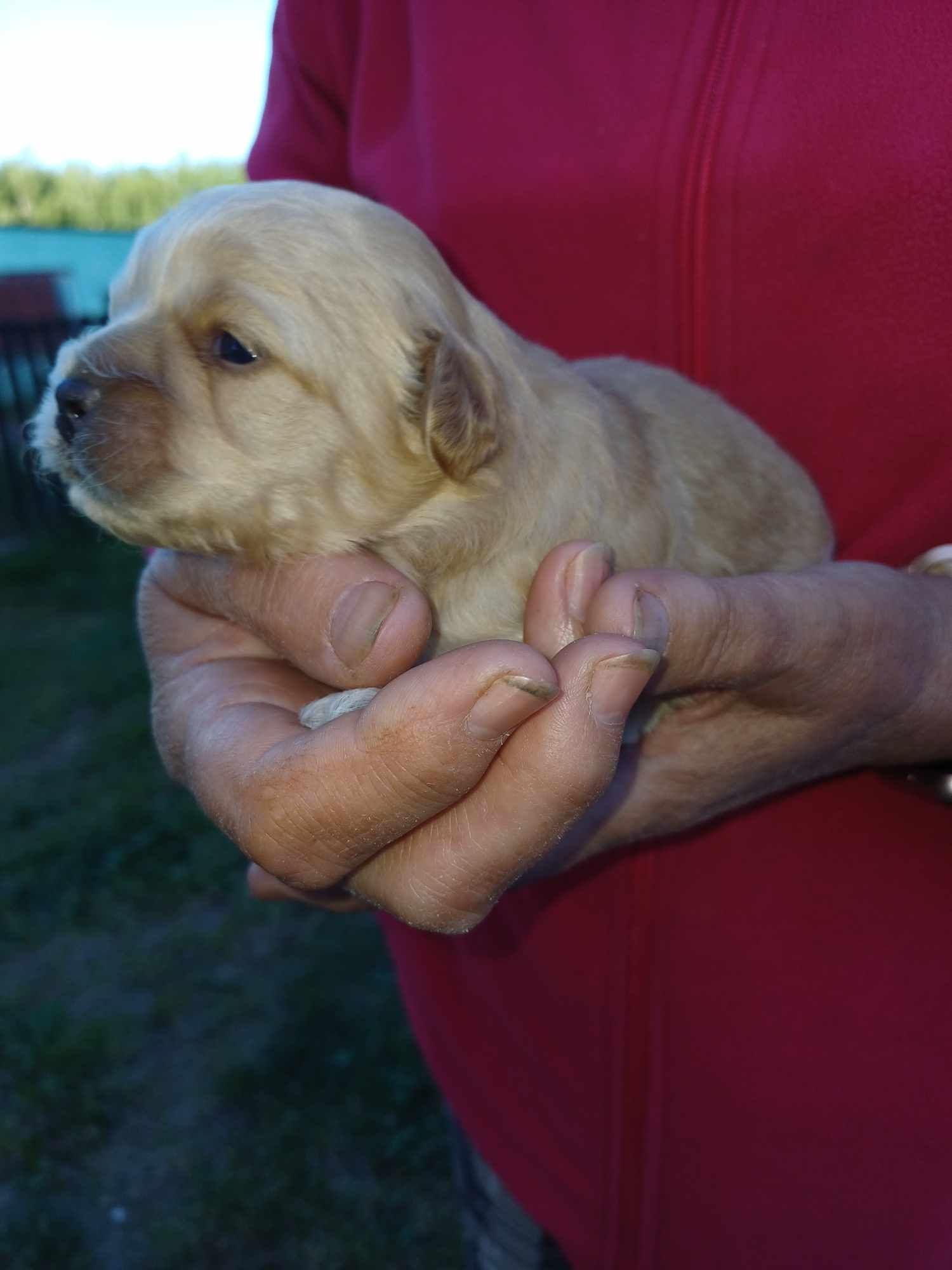 Maltipoo zapraszam