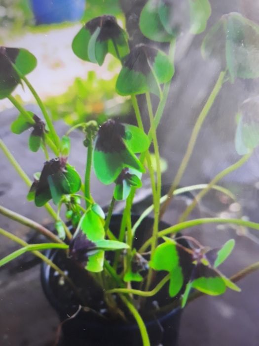 Szczawik trójkątny