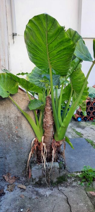 Planta tropical natural