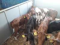 Jałówki Hf na krowę HF,RW, mleczne, dowóz,Cielęta Mięsne