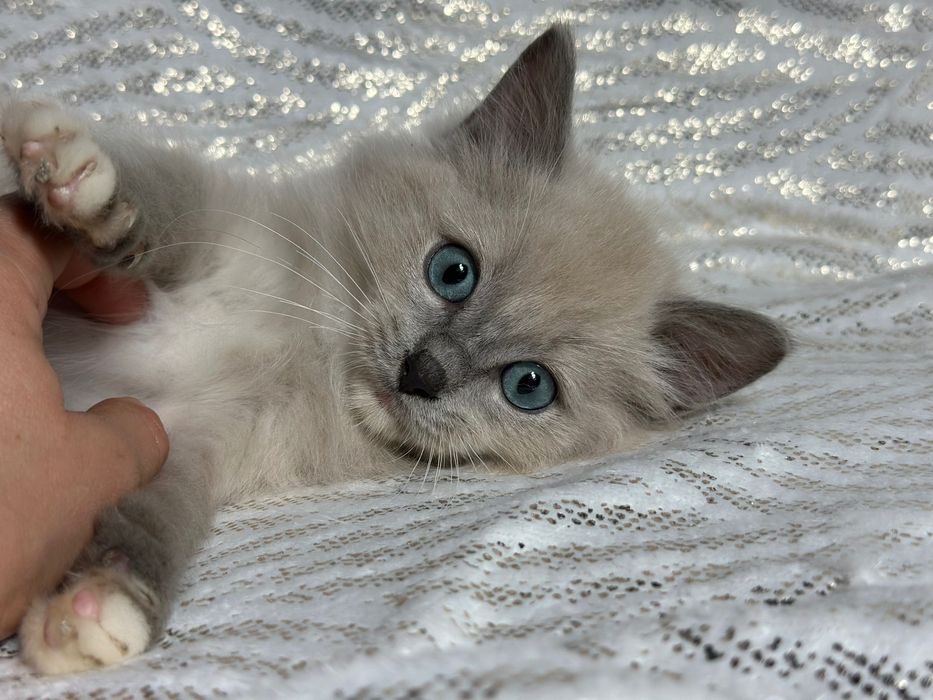 Ragdoll mink koteczka