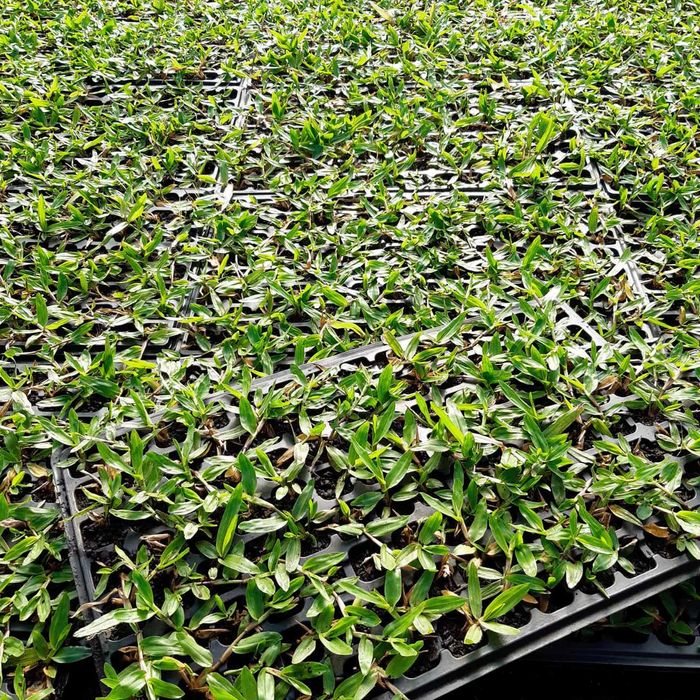 Vende-se Relva gramao brasileiro