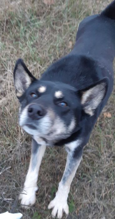 В добрые руки прекрасный друг