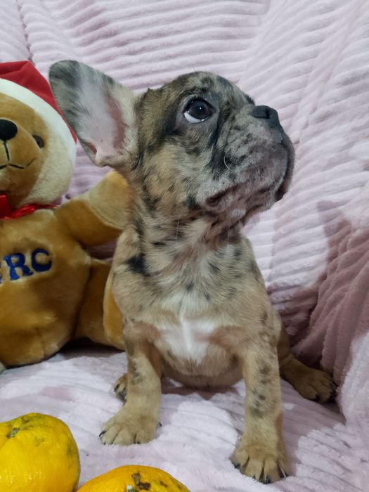 Продаж французьких бульдогів