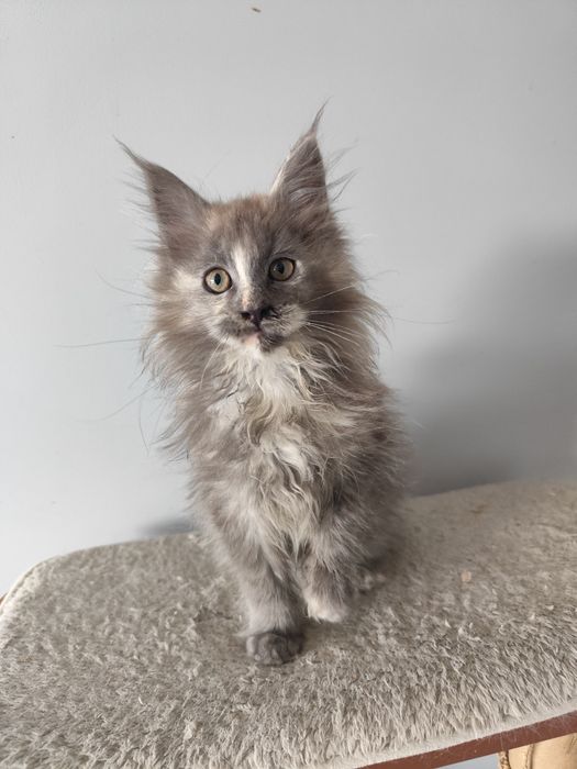 Niebieska kotka Maine Coon FPL