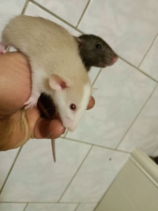 Крыски крисята Дамбо ручные