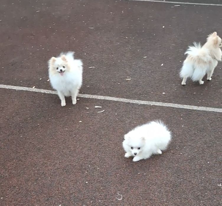 Померанцы с документами! Здоровые, отличных кровей! Доставка. Киев.