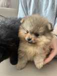Pomeranian szpic miniaturowy