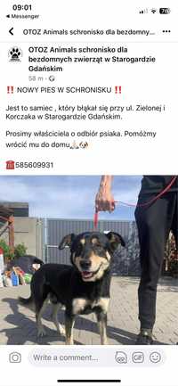 Pies czarno berżowy znaleziony w Starogard