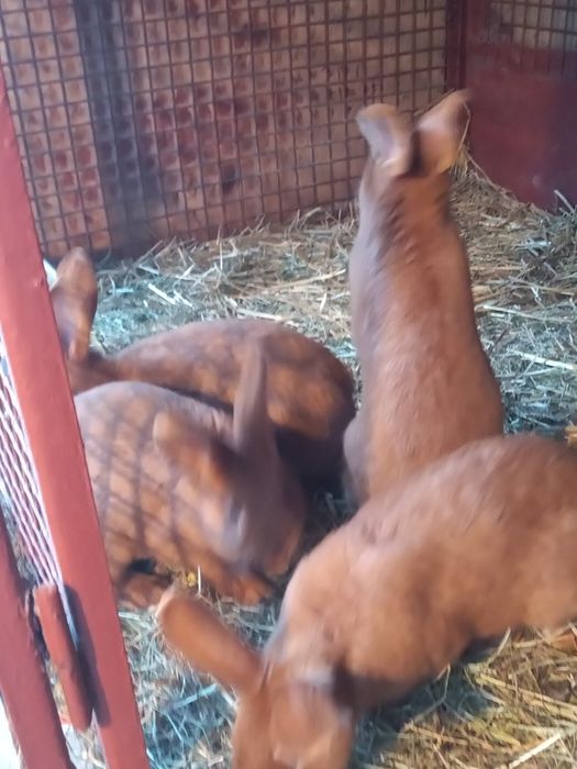 Króliki nowozelandzkie nc Ur 10maja 2025r