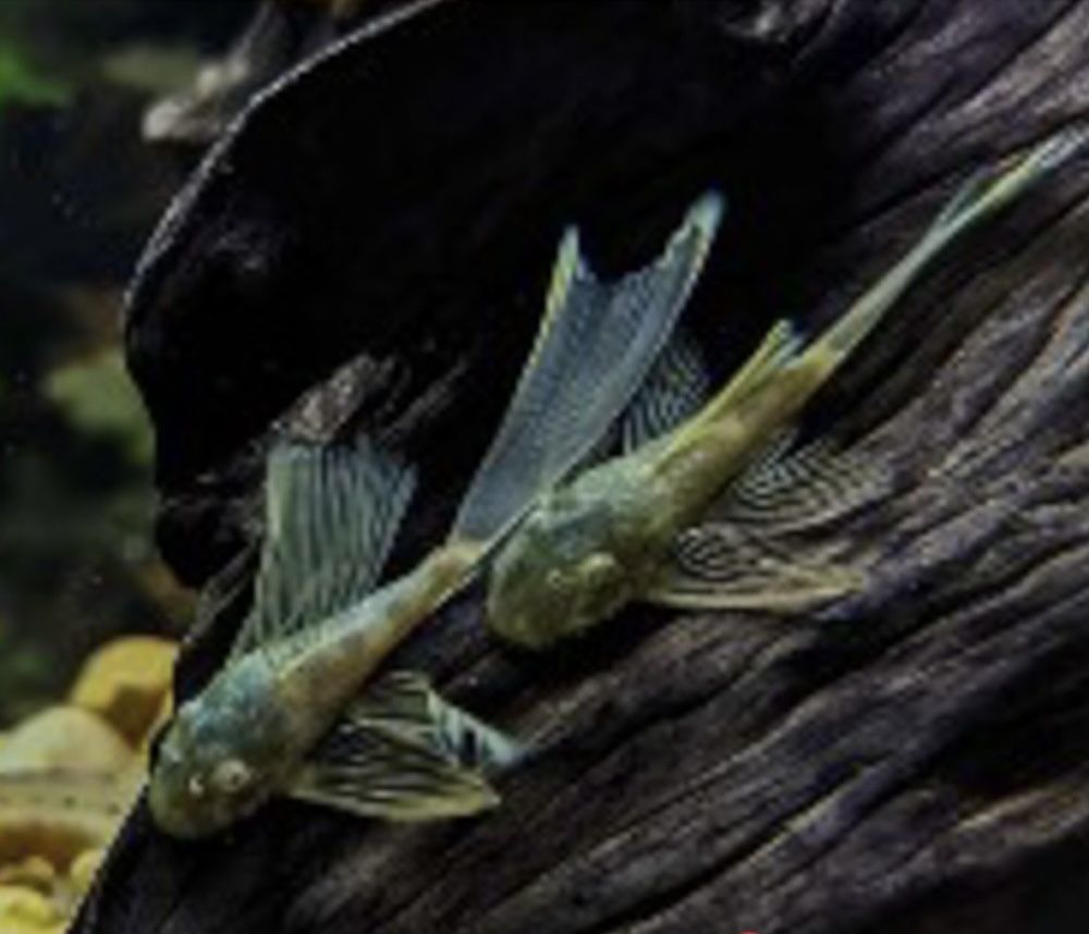 Ancitrus Green Dragon Long Fin MASSON