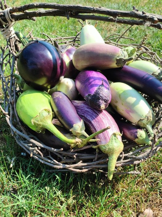 Насіння баклажан різних кольорів та форми