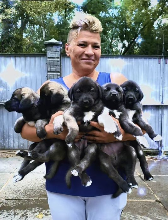Цуценята турецького кангала.