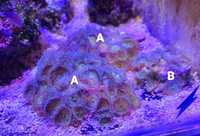 Soft corals-Palythoas