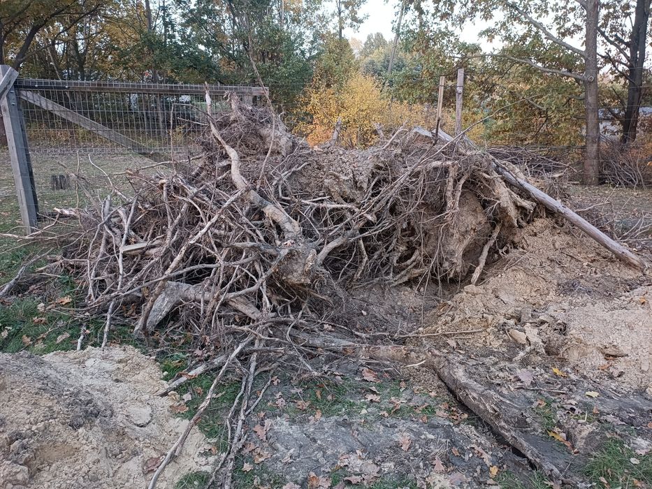 Oddam za darmo karpy