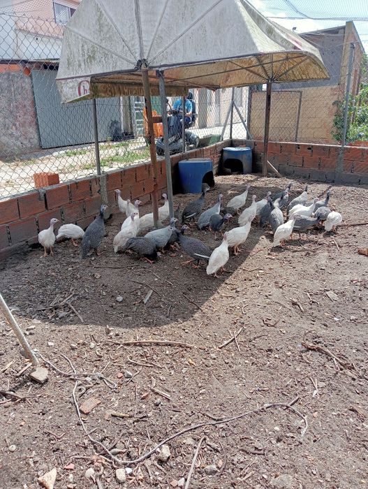 Fracas de Chocadeira ( novas )