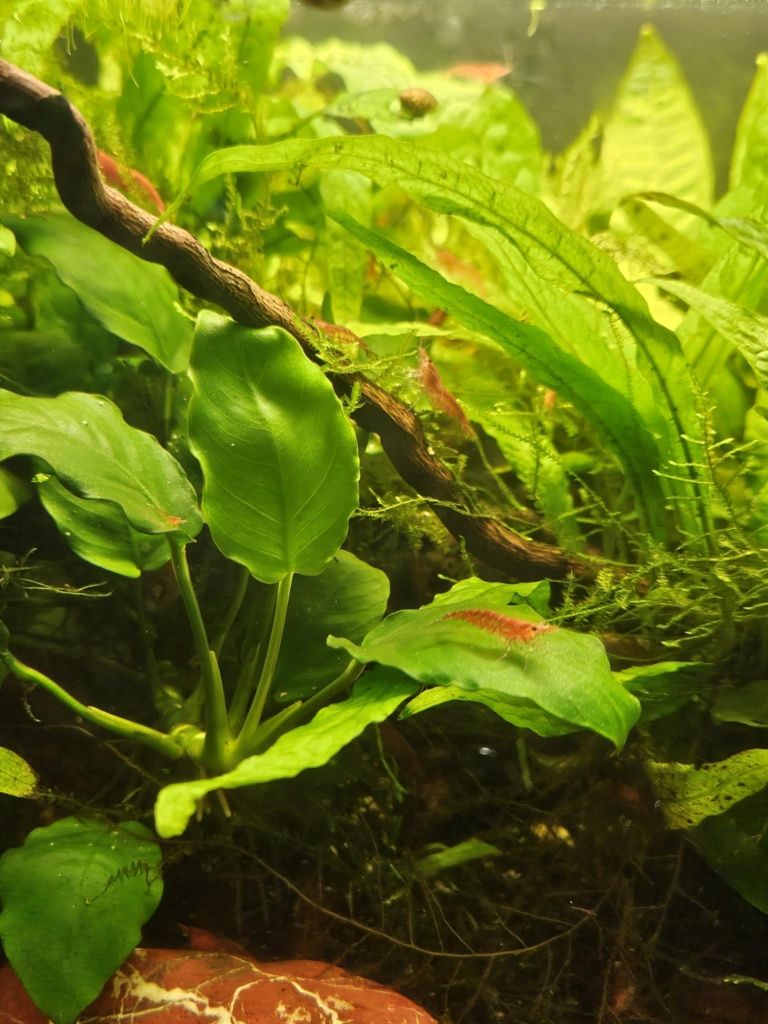 Krewetki red Gupiki tiger slimak zatoczek różowy i wiele innych (opis)