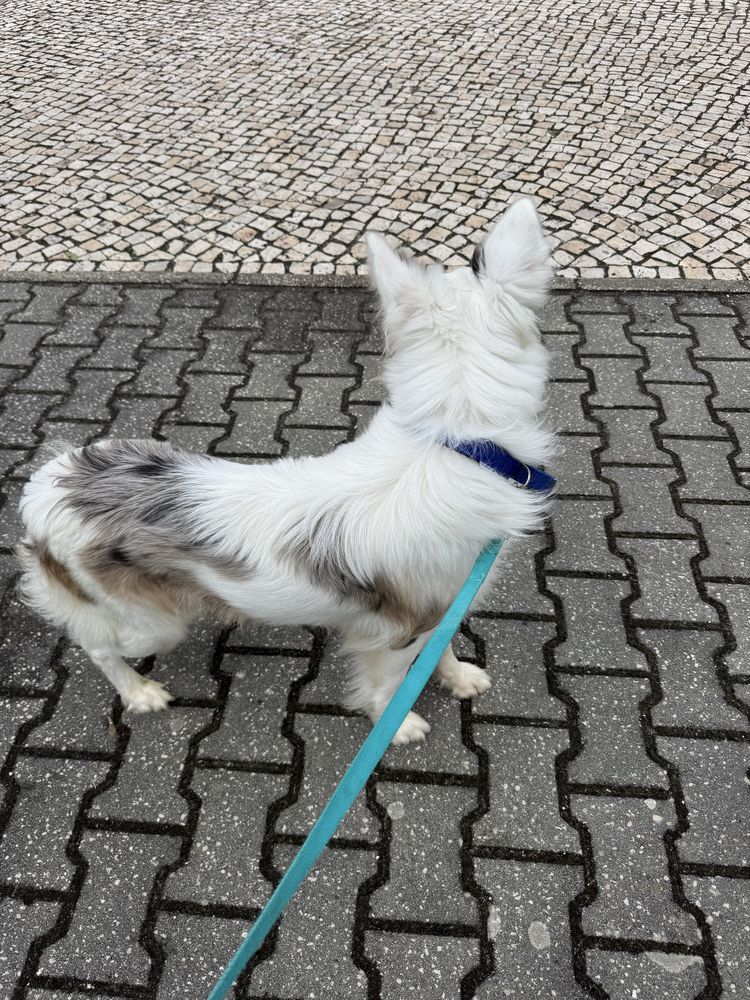 Border Collie para acasalamento