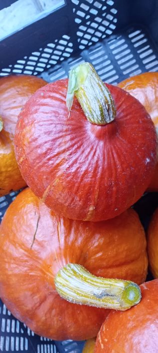 Dynia hokkaido 20 kg bez nawozów z własnej działki