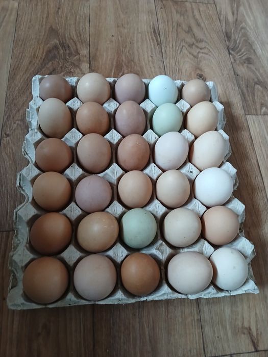 jajka wiejskie  z włąsnej hodowli