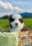 Szczenię Border Collie - Piesek - ZKwP FCI