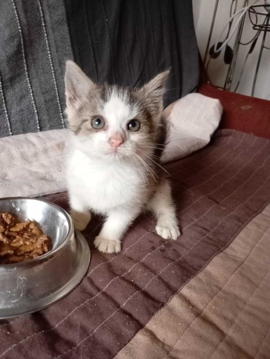 Miłka śliczny kociak do adopcji