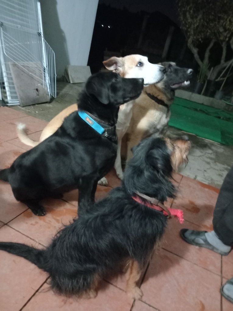 Pet sitting na sua casa!