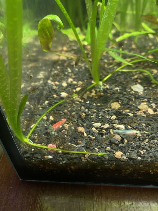 Аквариумная рыбка Цехлида Седжика