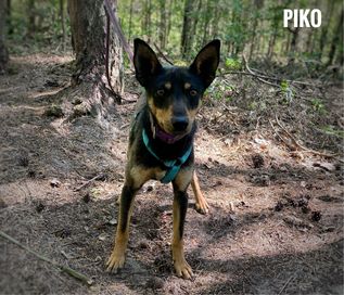 Pinczerkowaty Piko, 9 kg, 1 rok adopcja