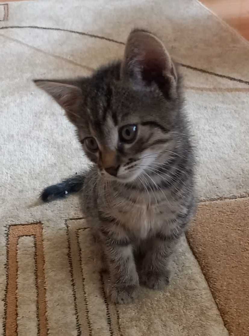 2,5 mies. samczyk do adopcji