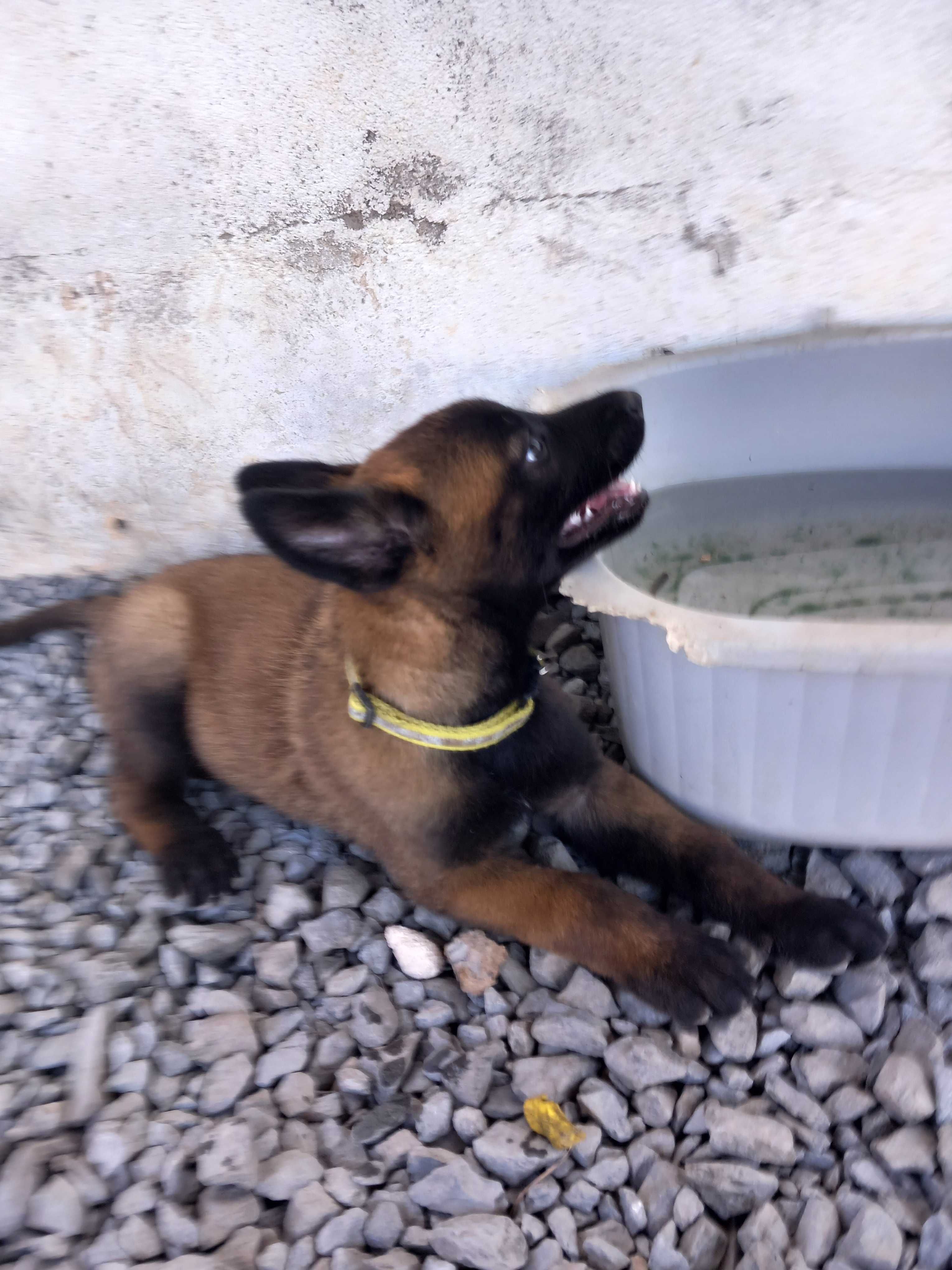 Pastor Belga Malinois fêmea