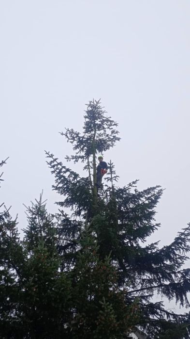 wycinka drzew arborysta