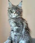 Incante piękny kocur Maine Coon