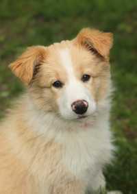 FILMIK Gotowy do odbioru słodki Border Collie, ee red, ZKwP / FCI