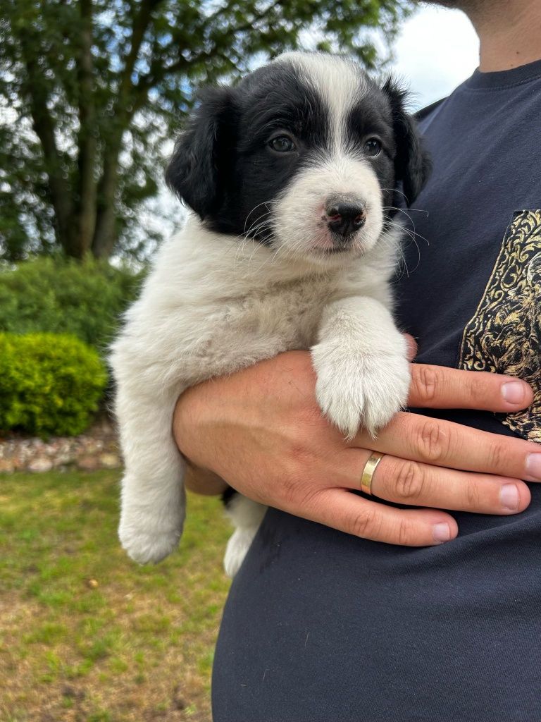 Piesek szczeniak Border Collie czarno biały