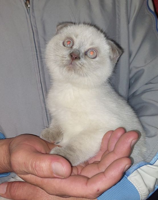 Породистая Девочка Скоттиш фолд.