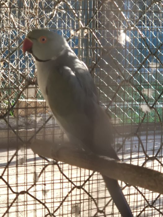 Ringneck para cedencia