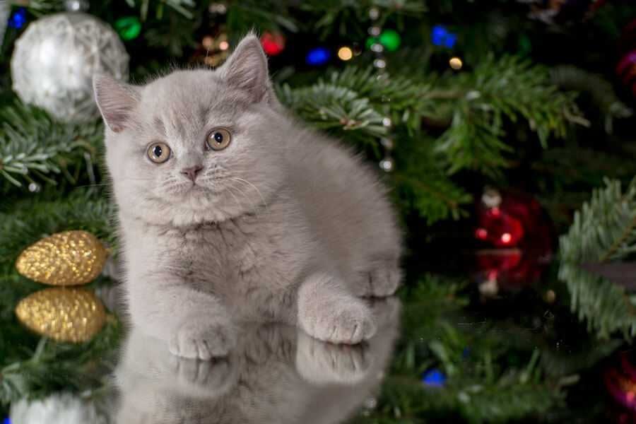 British Shorthair lilac