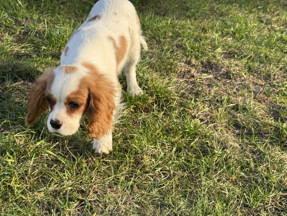 Cavalier king charles spaniel szczeniak z rodowodem blenheim
