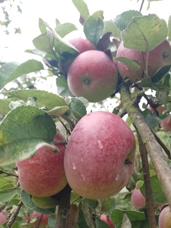 Jabłka eco 1 zl kg, na sok lub przetwory