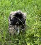 Shih Tzu kochana przytulanka