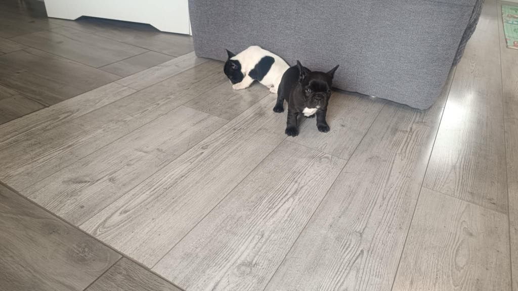 Buldog Francuski