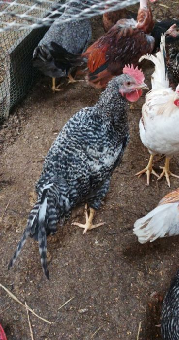 Sprzedam koguty green Shell