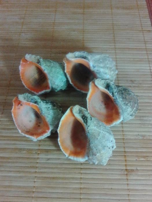 продам ракушки для поделок или для аквариума