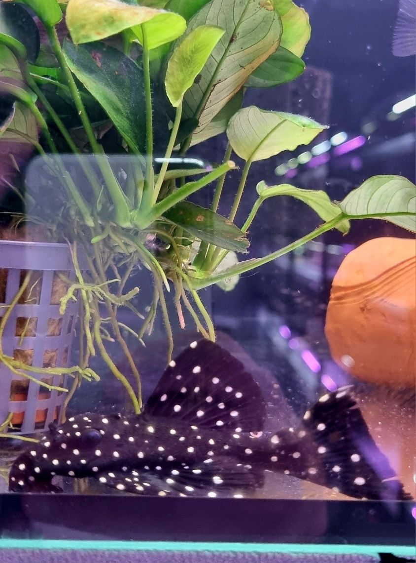 Zbrojnik L240 (Leporacanthicus sp.) F0